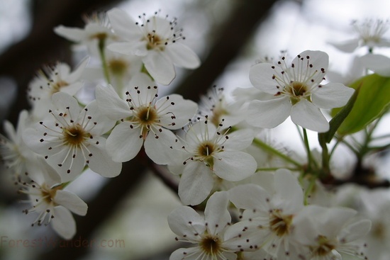 Spring Pear Tree Blossoms
