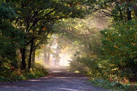 Sunshine Fog Trees