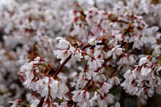 Weeping Cherry Spring