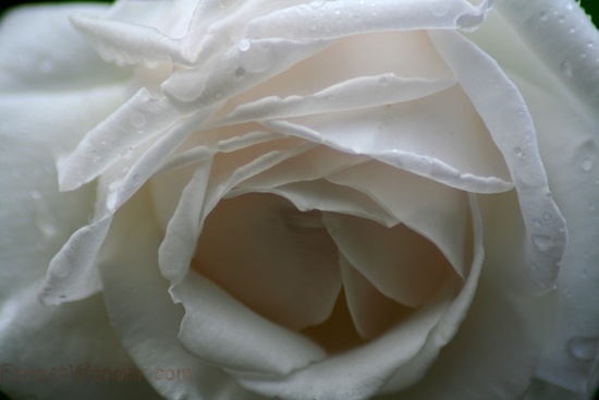 White Rose Macro Rain Drops Spring Day