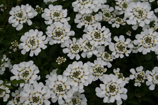 White flowers Blooming Spring