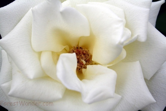 wallpaper rose white. White Rose Picture