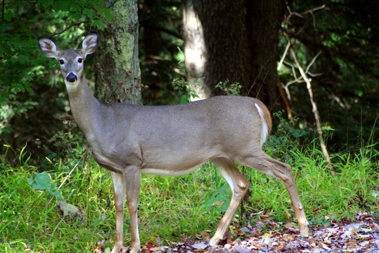 Whitetail Deer Roadside