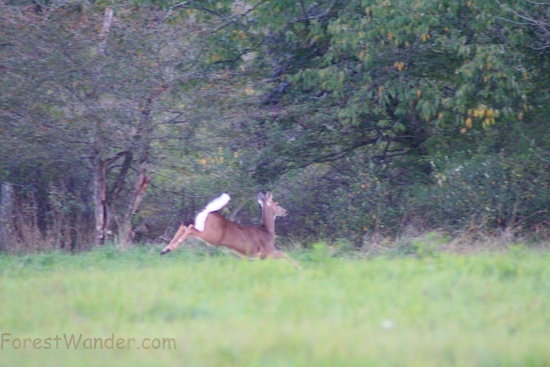 Whitetail Deer Running and Jumping