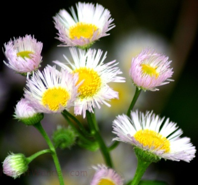 Wildflowers Bokeh