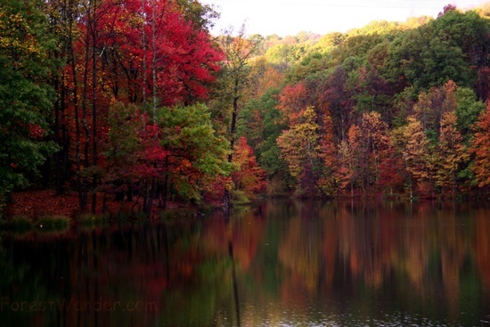 Wine Cellar Lake Fall Trees