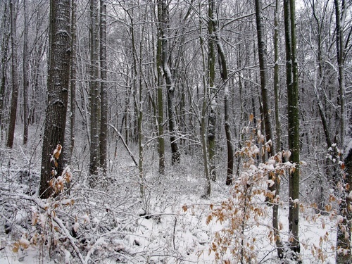 Winter Forest Snow
