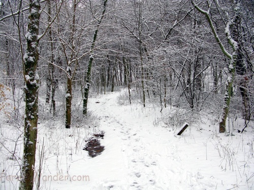 Winter Trail Snow Forest