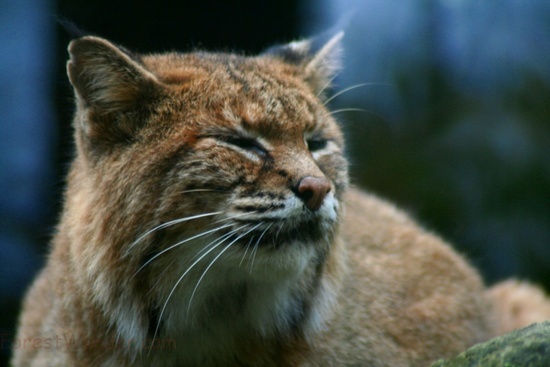 Majestic WV Bobcat