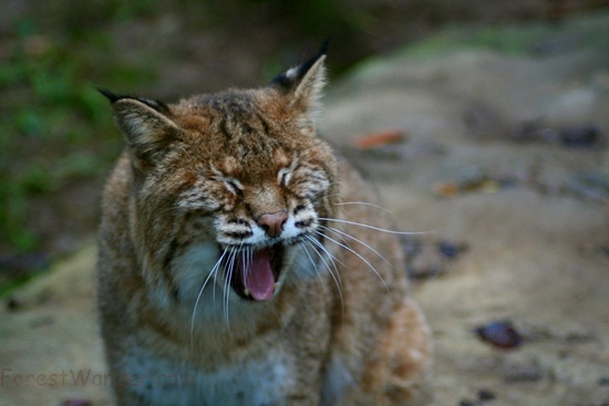 WV Bobcat Yawning