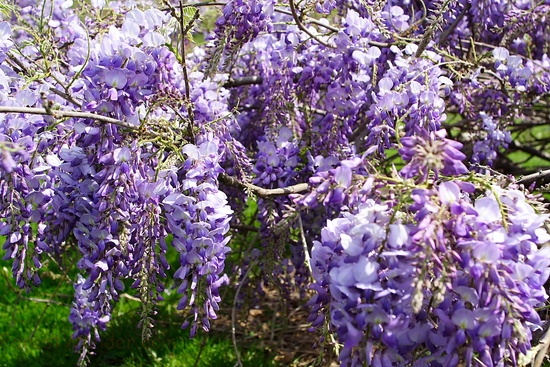 Wisteria Bush Spring Flower