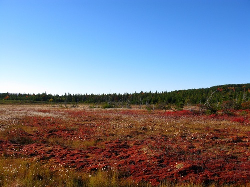 Across Marsh Dolly Sods