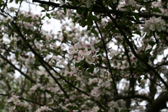 Apple Tree Blooms