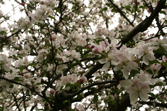 Apple Tree Blossoms Spring Flowering Tree