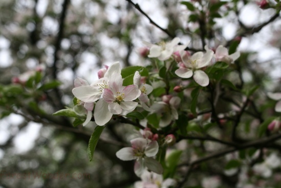 Apple Tree Spring Bloom Flowering