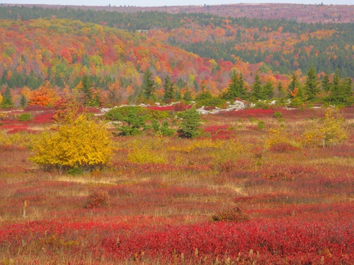 Autumn Colors Dolly Sods