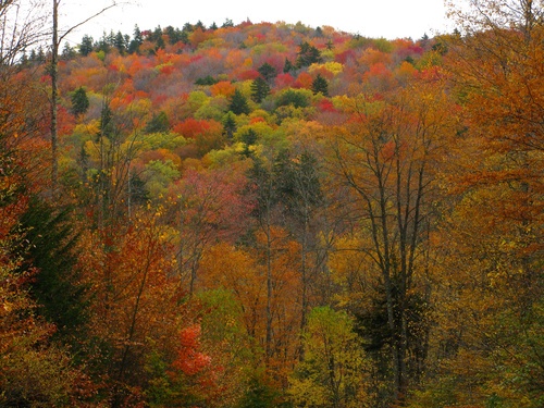 Autumn Colors Mountains