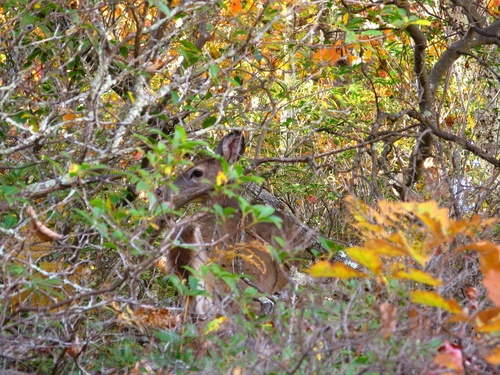 Autumn Deer Brush