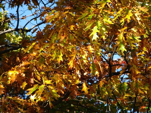 Autumn Oak Leaves