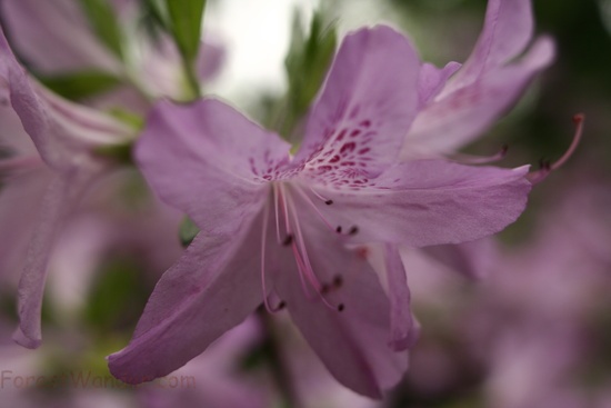 Azalea Flower Spring Purple