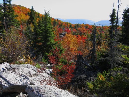 Bear Rock Trees Mountains Fall