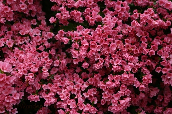 Beautiful Pink Spring Flowers