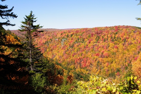 Blackwater Canyon Autumn Trees