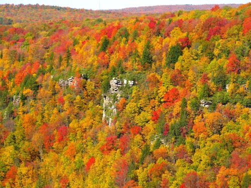 Blackwater Canyon Fall Colors