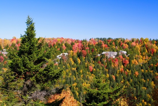 Blackwater Canyon Fall Trees