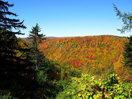 Blackwater Canyon Trees Fall