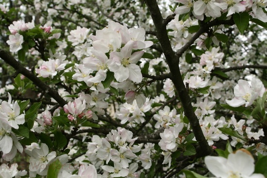 Blooming Tree Apple Spring