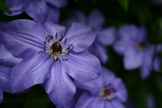 Blue Clematis Cluster