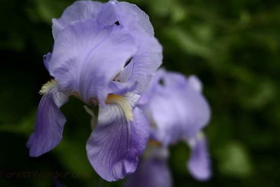 Blue Iris Bokeh