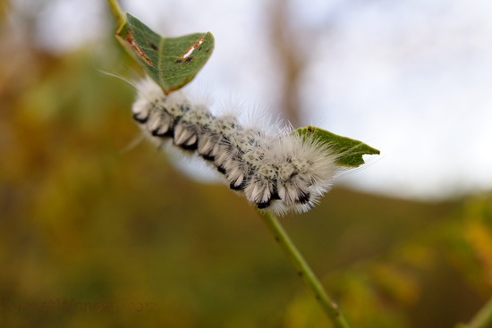 Branch White Caterpillar