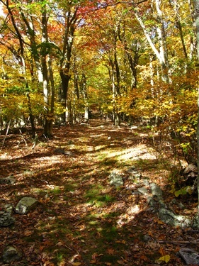 Bright Fall Colors Trail