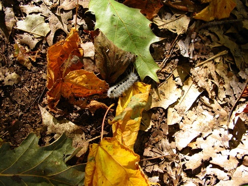 Caterpillar Autumn Forest Floor