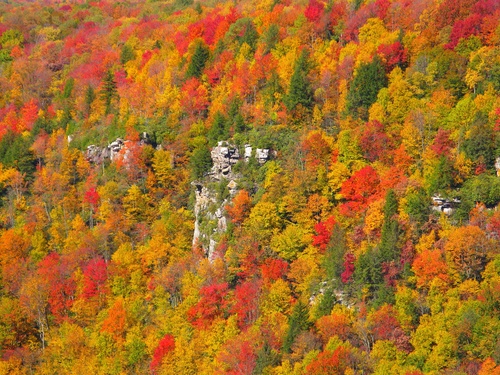 Cliff Fall Colors Blackwater Canyon