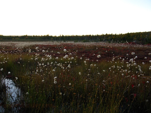 Cotton Grass Water Bog