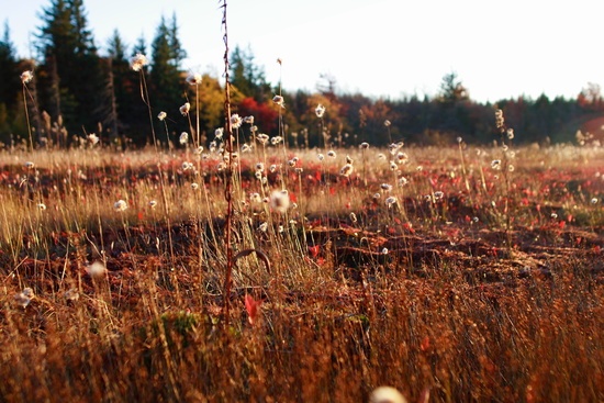 Cottongrass Dollysods