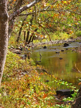 Creek Crane Bird WV Fall