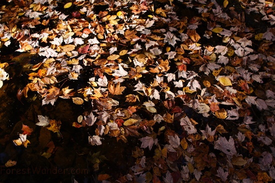 Creek Leaves Fall