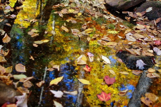 Creek Leaves Floating