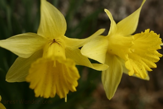 Daffodil Spider Macro Spring