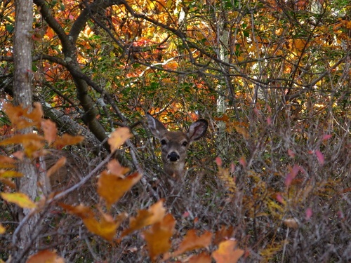 Deer looking through the Brush