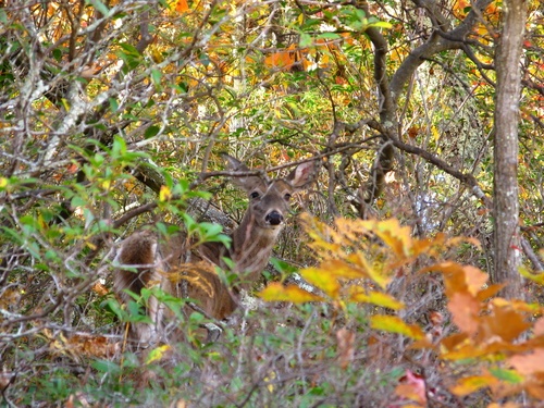 Deer Hiding In Fall Brush