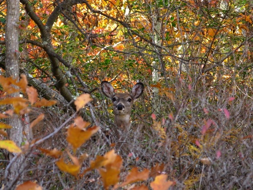 Deer In The Brush