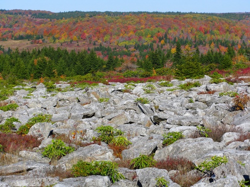 Dolly Sods Autumn Rocks