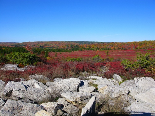 Dolly Sods Fall Rocks