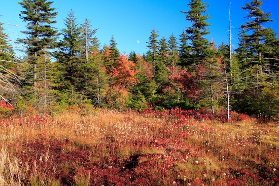 Dolly Sods Moon Trees