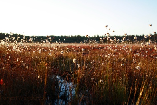 Dollysods Cotton Grass